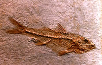 fossile de poisson